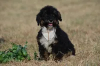 Frisko , a male Miniature Bernedoodle for sale in Scurry, TX – 2 of 6