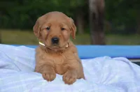 Cindy , a female Golden Retriever for sale in Scurry, TX – 2 of 4