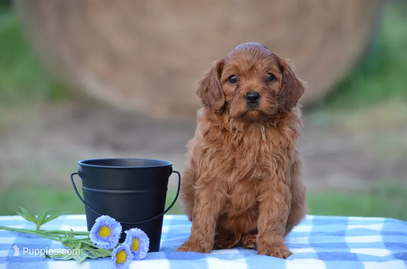 Hasco  – Cavapoo puppy for sale in Scurry, TX