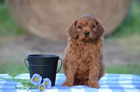 Hasco , a male Cavapoo for sale in Scurry, TX – 1 of 2