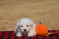 Teddy , a male Bichon Frise for sale in Scurry, TX – 2 of 4