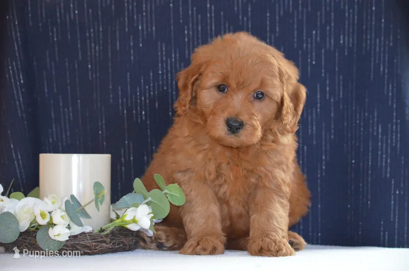 Willy – Miniature Goldendoodle puppy for sale in Scurry, TX