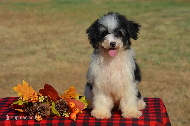 Felicity  – Miniature Bernedoodle puppy for sale in Scurry, TX
