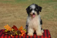 Felicity , a female Miniature Bernedoodle for sale in Scurry, TX – 3 of 10