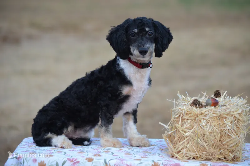 Franky  – Miniature Bernedoodle puppy for sale in Scurry, TX