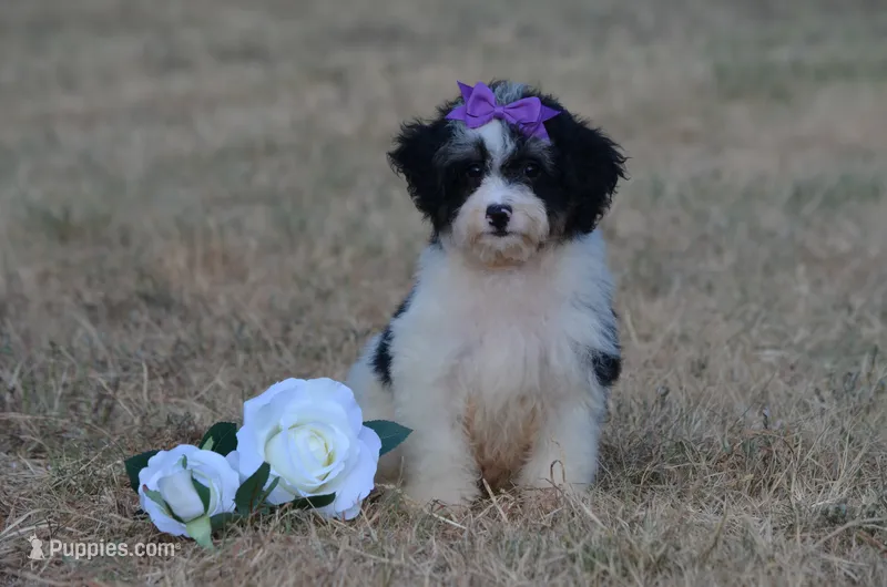 Felicity  – Miniature Bernedoodle puppy for sale in Scurry, TX