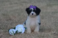 Felicity , a female Miniature Bernedoodle for sale in Scurry, TX – 1 of 6