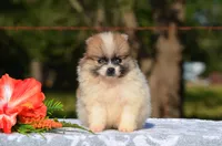 Harley, a male Pomeranian for sale in Scurry, TX – 2 of 4