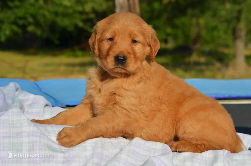 Cindy  – Golden Retriever puppy for sale in Scurry, TX