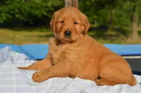 Cindy , a female Golden Retriever for sale in Scurry, TX – 1 of 4