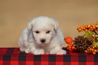 Trixy, a female Bichon Frise for sale in Scurry, TX – 1 of 4