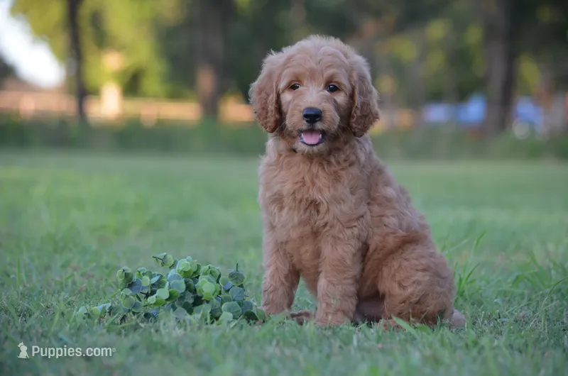 Leon – Goldendoodle puppy for sale in Scurry, TX