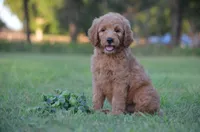 Leon, a male Goldendoodle for sale in Scurry, TX – 1 of 6