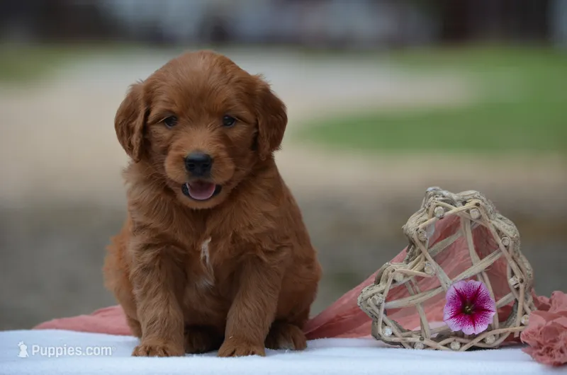Lilac – Goldendoodle puppy for sale in Scurry, TX