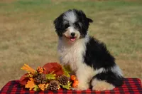 Felicity , a female Miniature Bernedoodle for sale in Scurry, TX – 4 of 10