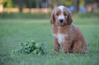Lio, a male Goldendoodle for sale in Scurry, TX – 2 of 6