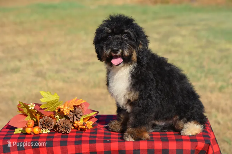Frisko  – Miniature Bernedoodle puppy for sale in Scurry, TX