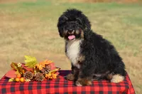 Frisko , a male Miniature Bernedoodle for sale in Scurry, TX – 3 of 10