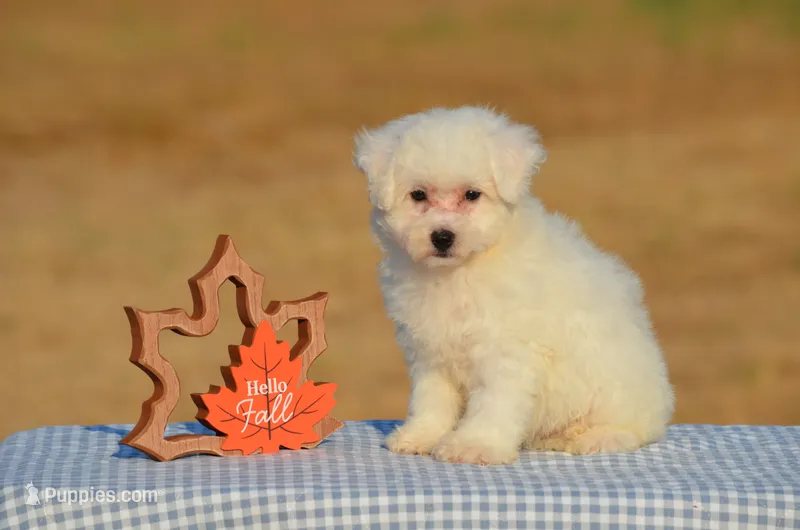 Thea – Bichon Frise puppy for sale in Scurry, TX