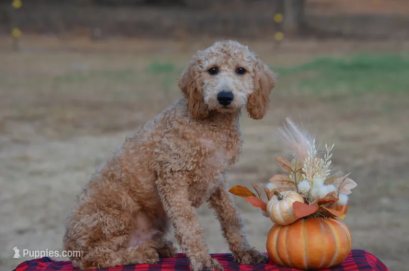 Winsten  – Miniature Goldendoodle puppy for sale in Scurry, TX