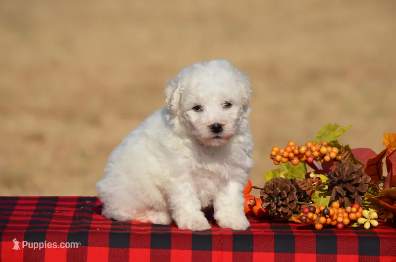 Tiffany – Bichon Frise puppy for sale in Scurry, TX
