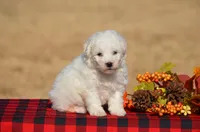 Tiffany, a female Bichon Frise for sale in Scurry, TX – 1 of 4