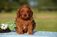 Tex, a male Cavapoo for sale in Scurry, TX – 2 of 2