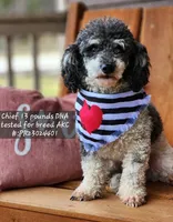 Freddy, a male Miniature Bernedoodle for sale in Scurry, TX – 4 of 4