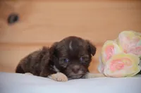 Daska , a female Havanese for sale in Scurry, TX – Photo 2 of 4