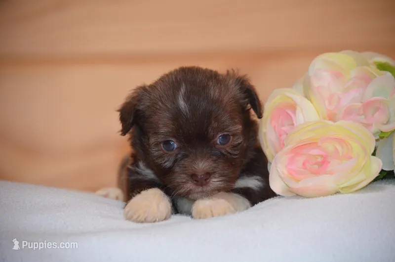 Daska  – Havanese puppy for sale in Scurry, TX