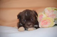 Daska , a female Havanese for sale in Scurry, TX – Photo 1 of 4