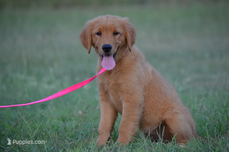 Charity  – Golden Retriever puppy for sale in Scurry, TX