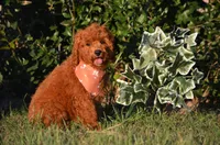 Gary, a male Cockapoo for sale in Scurry, TX – 2 of 4