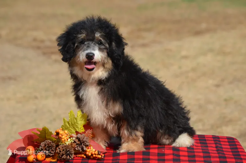 Freda  – Miniature Bernedoodle puppy for sale in Scurry, TX