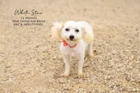 Marelda, a female Bichon Frise for sale in Scurry, TX – 4 of 4