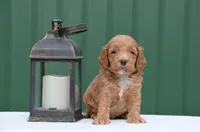 Nat , a male Cockapoo for sale in Scurry, TX – Photo 2 of 4