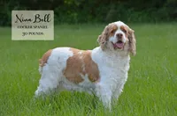Nat , a male Cockapoo for sale in Scurry, TX – Photo 3 of 4