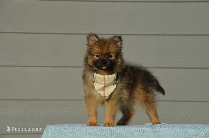 Harko – Pomeranian puppy for sale in Scurry, TX