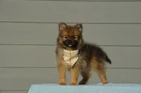 Harko, a male Pomeranian for sale in Scurry, TX – 1 of 6