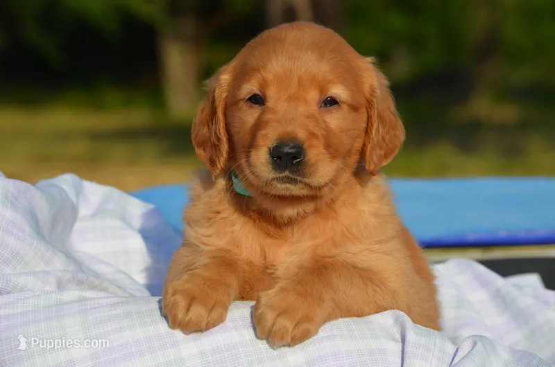 Cinta  – Golden Retriever puppy for sale in Scurry, TX
