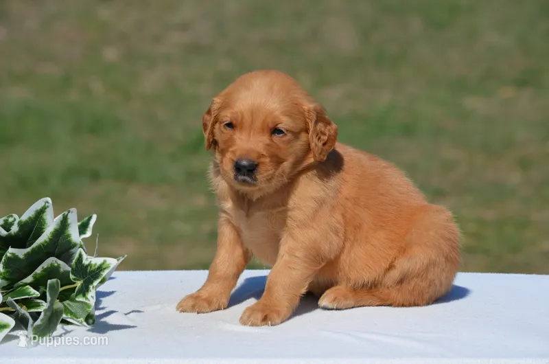 Shawn – Golden Retriever puppy for sale in Scurry, TX