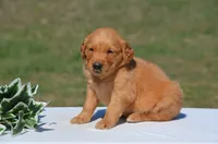 Shawn, a male Golden Retriever for sale in Scurry, TX – 1 of 4