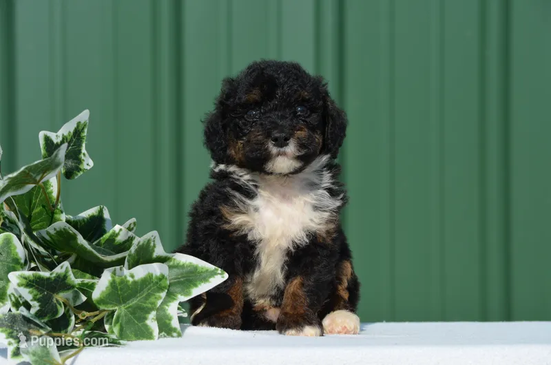 Frisko  – Miniature Bernedoodle puppy for sale in Scurry, TX