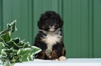 Frisko , a male Miniature Bernedoodle for sale in Scurry, TX – 1 of 4