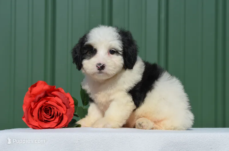 Fay – Miniature Bernedoodle puppy for sale in Scurry, TX