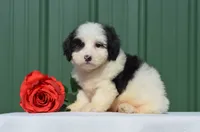 Fay, a female Miniature Bernedoodle for sale in Scurry, TX – 1 of 4