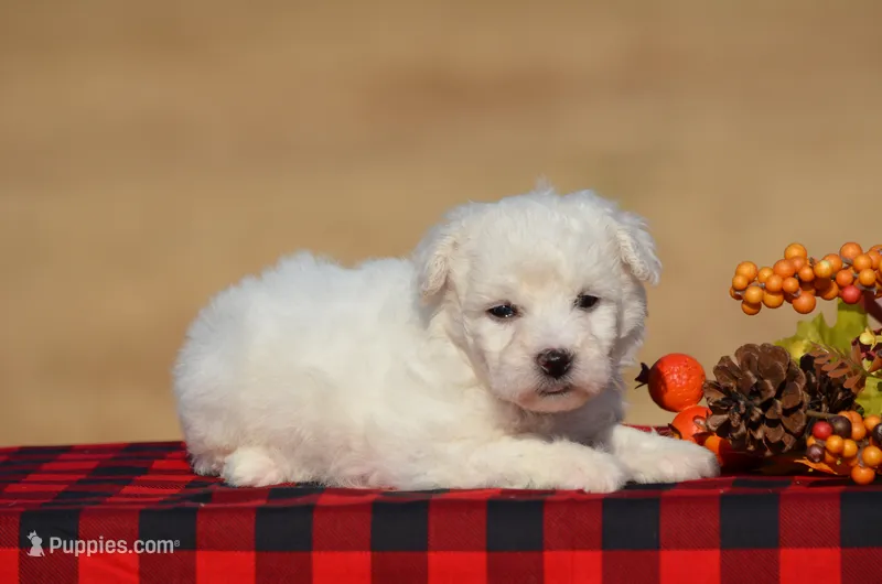 Tina – Bichon Frise puppy for sale in Scurry, TX