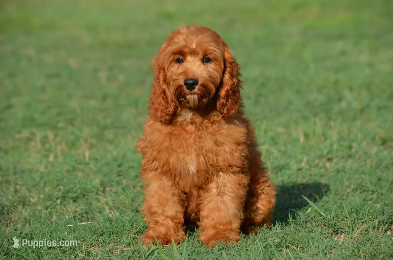 Gildo  – Cockapoo puppy for sale in Scurry, TX