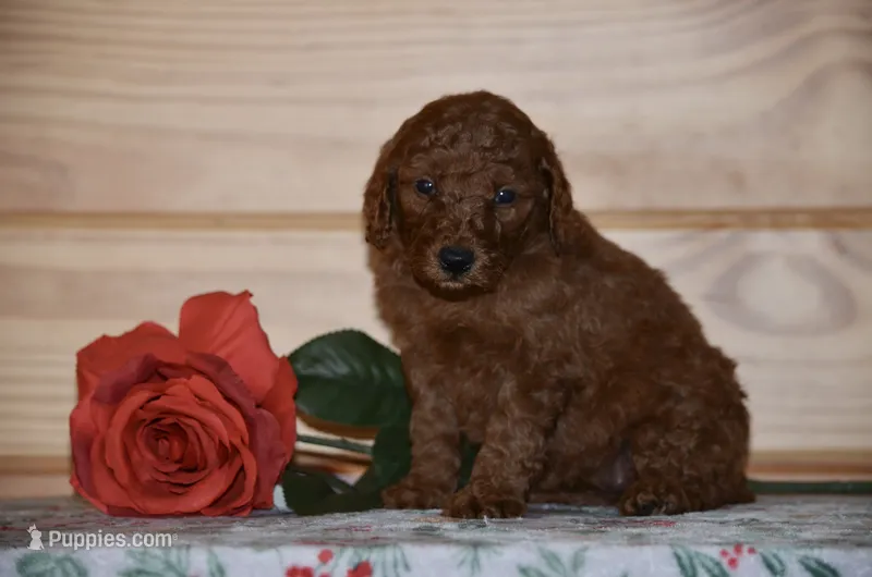Stella  – Poodle - Miniature  puppy for sale in Scurry, TX