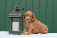 Nico, a male Cockapoo for sale in Scurry, TX – Photo 2 of 4